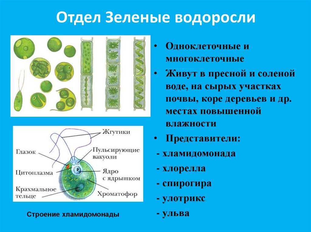 Зеленые водоросли: особенности строения, представители вида и их количество, основное предназначение