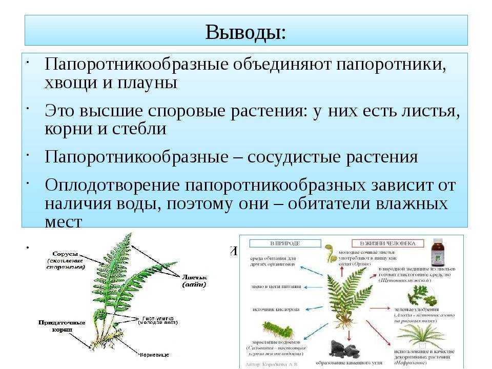 Размножение споровых растений 6 класс план