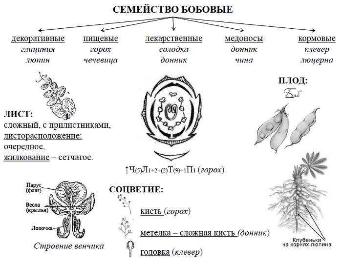 Семейство бобовые проект 6 класс биология