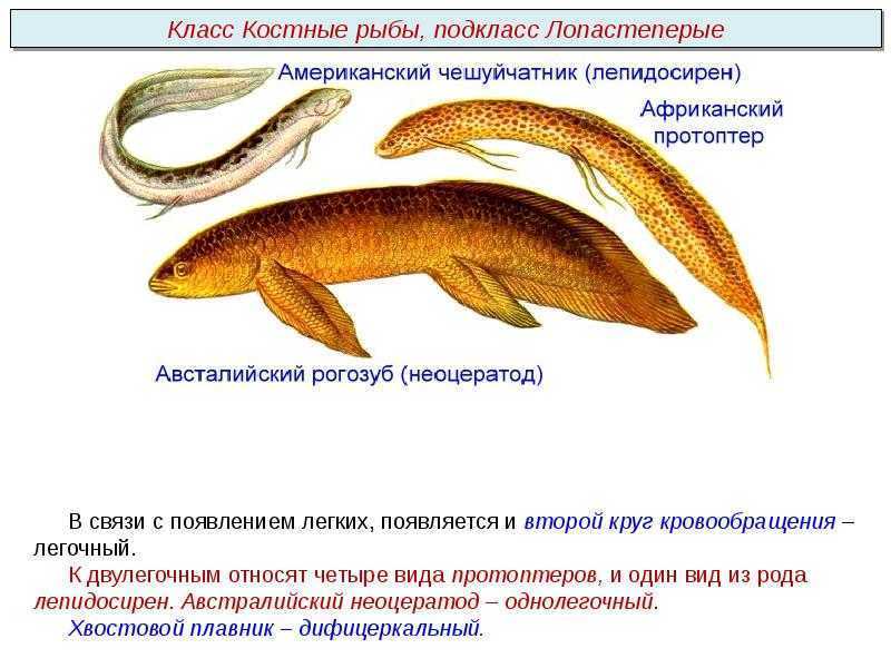Позвоночные животные мира | студенческая жизнь