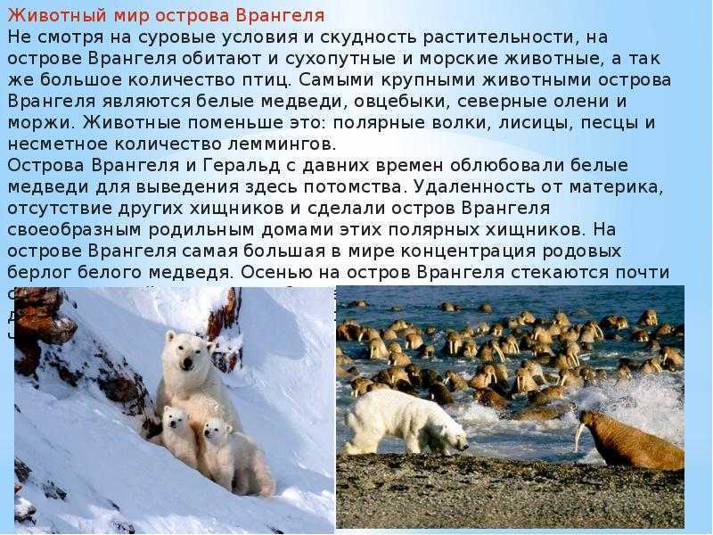 Заповедник остров врангеля