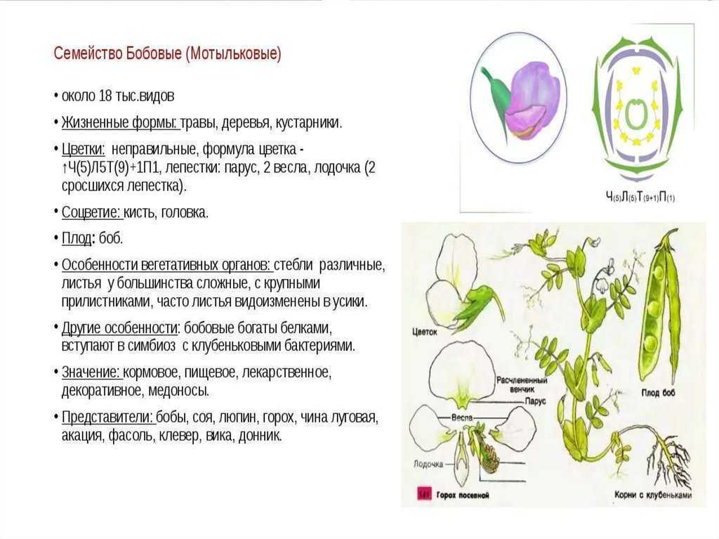 Рисунок семейства бобовые