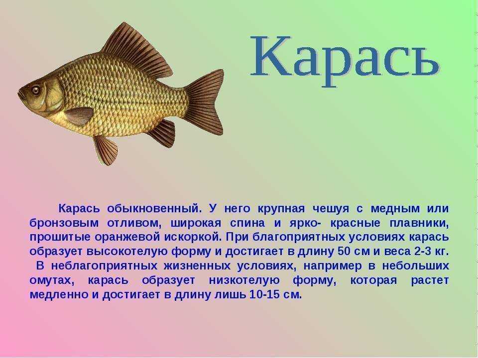Виды карасей: их названия и описание с фото, как называется рыба с красными плавниками, как выглядит краснопёрый, чем отличается речной от озёрного