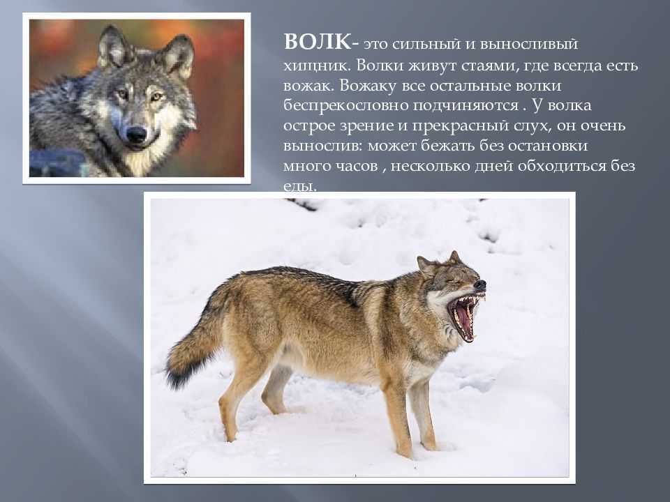 Волки сколько страниц. Где живет волк. Волки обитающие в России. Волк это сильный выносливый хищник. С волками жить.