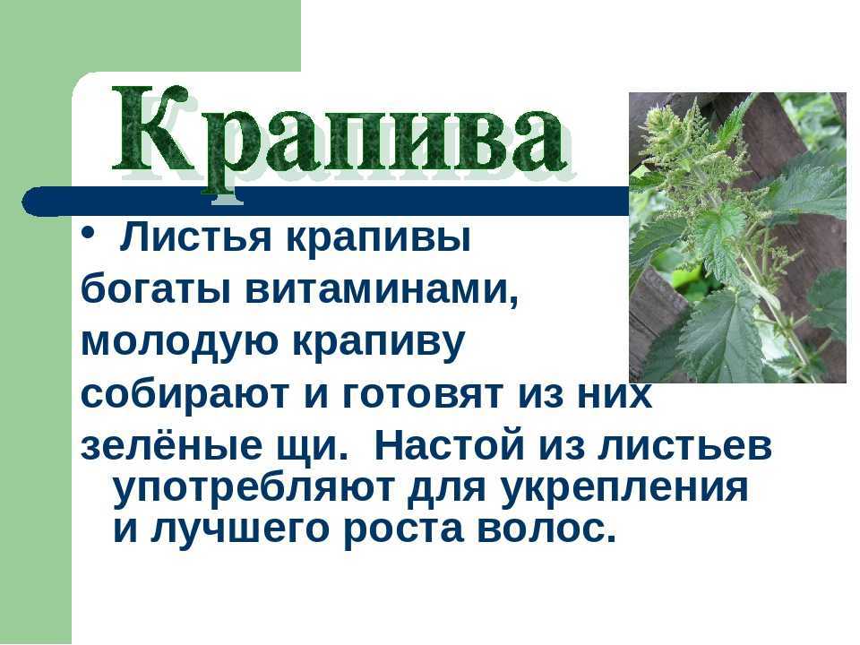 Очень вредная крапива рассказ картинки