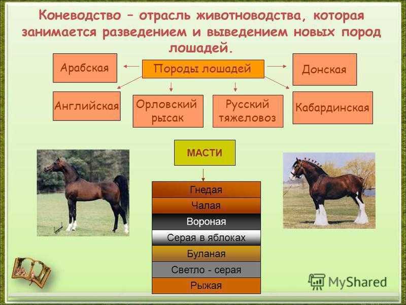 Порода это класс биология. Коневодство отрасль животноводства. Животноводство лошади. Отрасли животноводства схема. Направления коневодства в России.