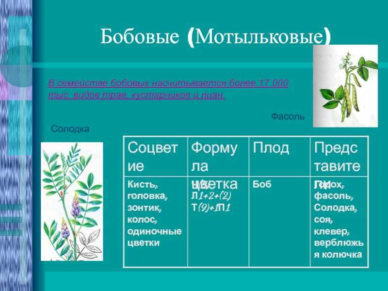 Бобовые • большая российская энциклопедия - электронная версия