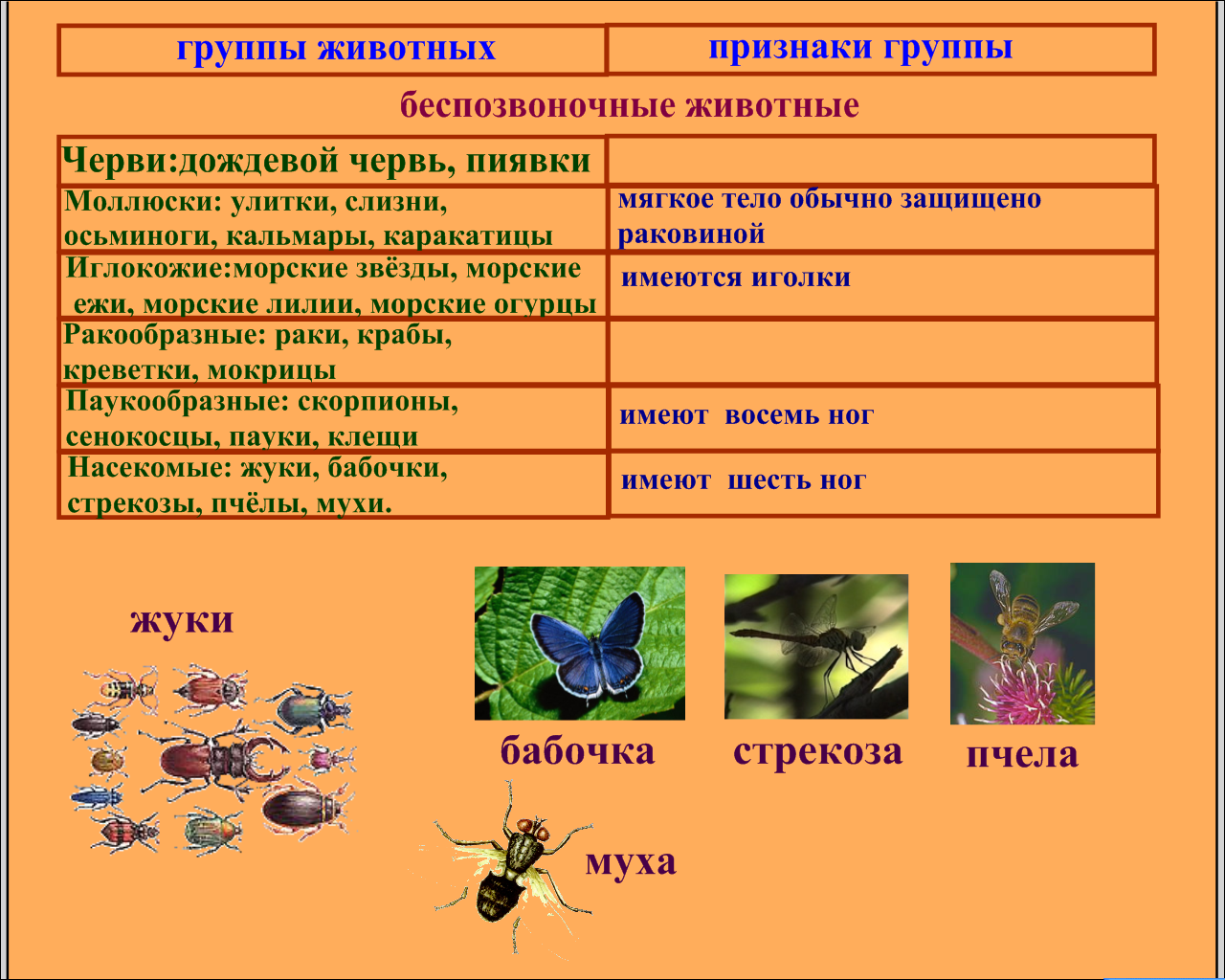 Беспозвоночные животные - классификация и строение