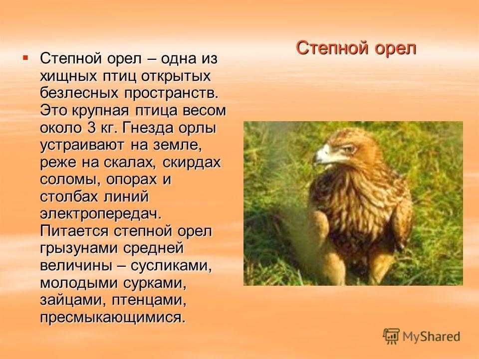 Степной орёл – самый смелый хищник поднебесья