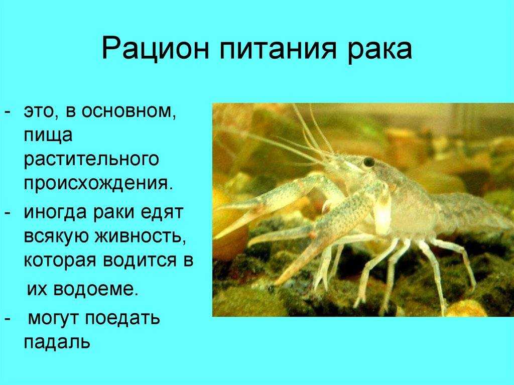 Вопрос: каково значение ракообразных и паукообразных в природе и жизни человека? - растения | studok.net