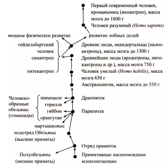 Этапы эволюции человека
