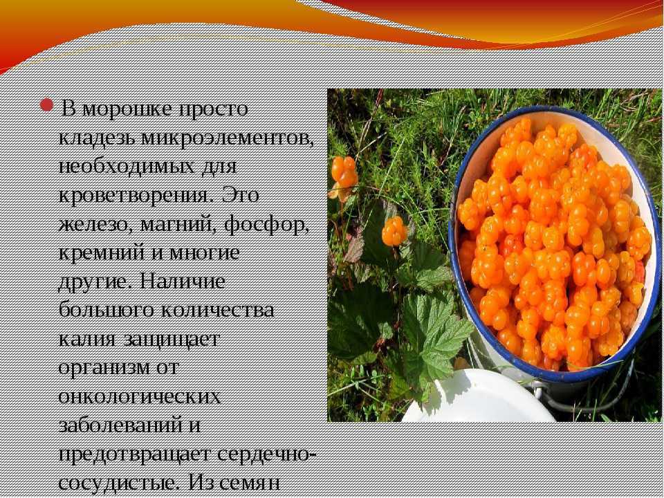 Чем полезна морошка ягода