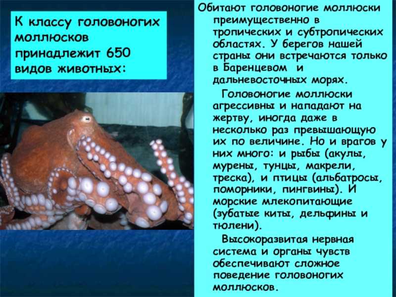 § 23. класс головоногие моллюски