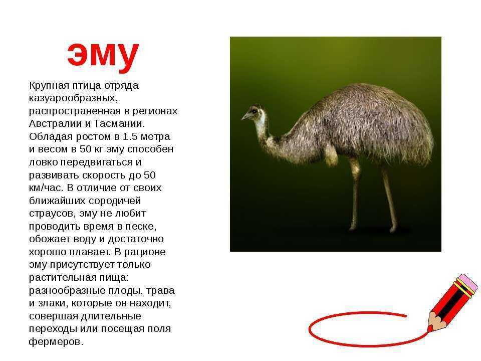 Страус эму