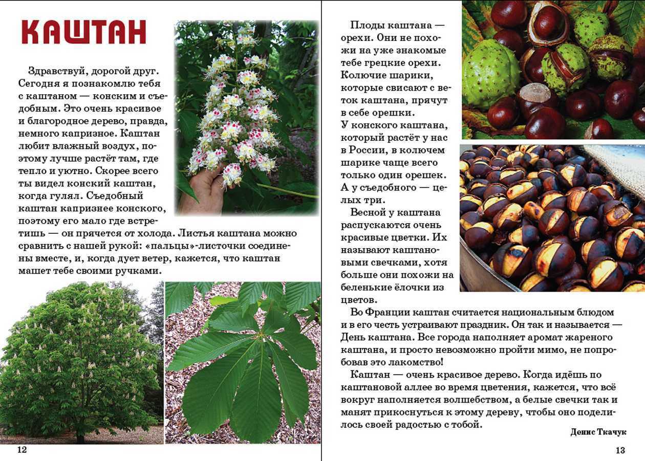 Рассказ про каштан или орех — чем заняться?