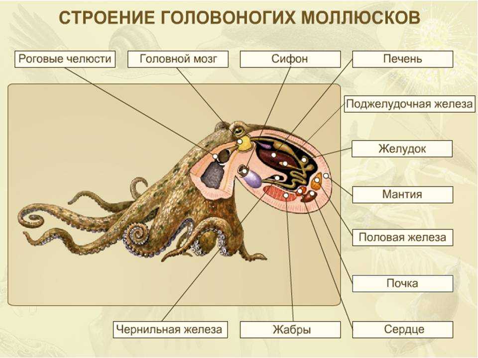 Биология 7 класс класс головоногих моллюсков. Головоногие моллюски строение. Строение головоногих моллюсков. Половая система головоногих. Половая система органов головоногих моллюсков.