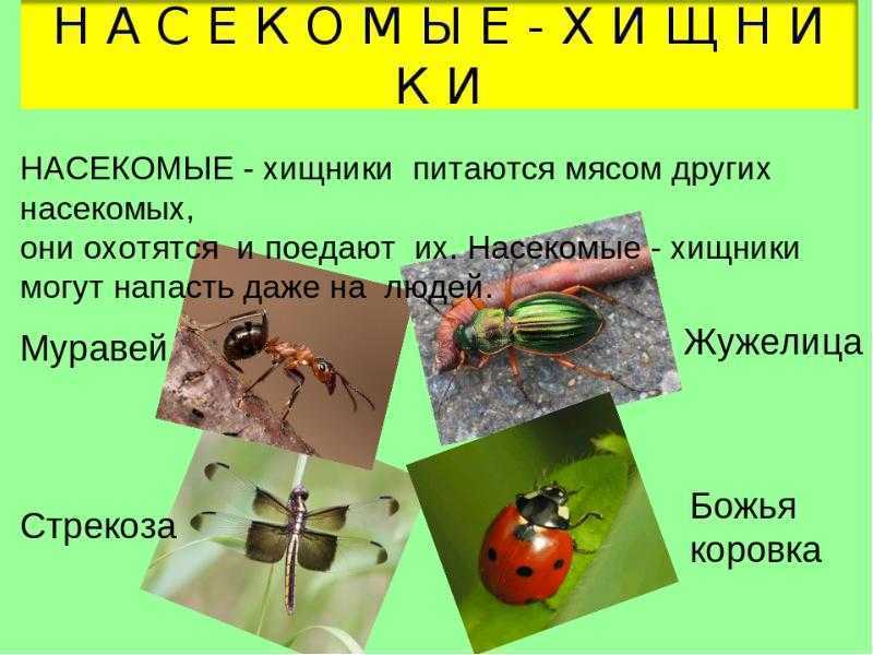 ​50 интересных фактов о насекомых для любознательных — общенет