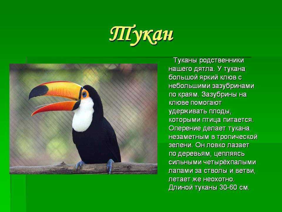 Птицы | зоология | биология