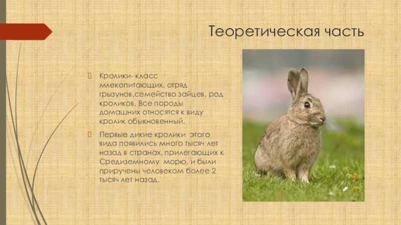 Кролик — это грызун или нет, к какому семейству относятся животное