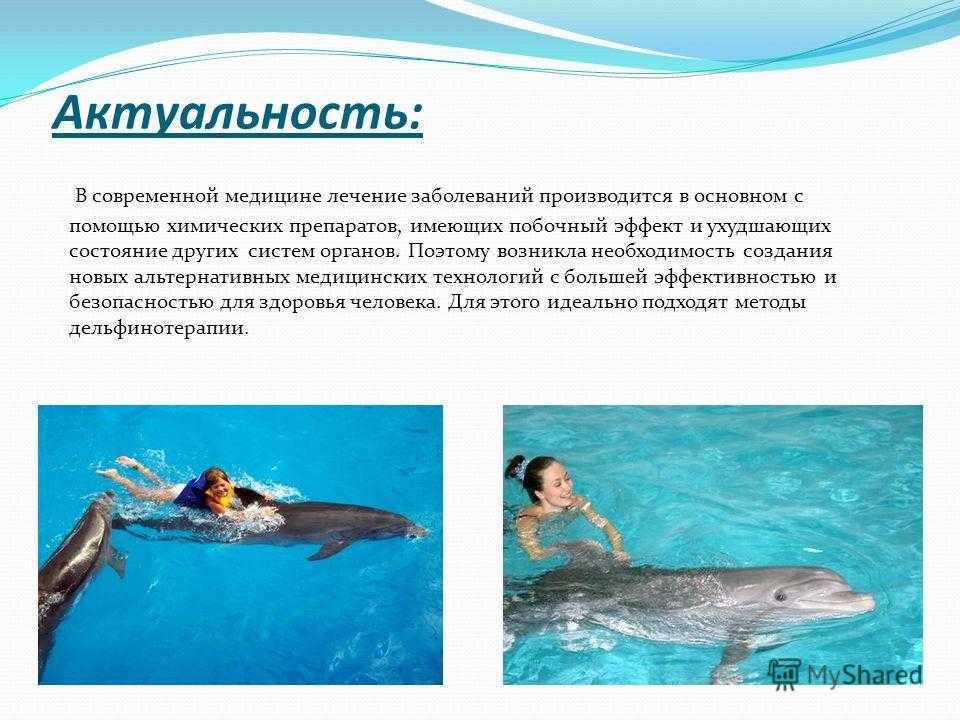 Дельфины доклад к теме млекопитающие окружающий мир 2 класс.