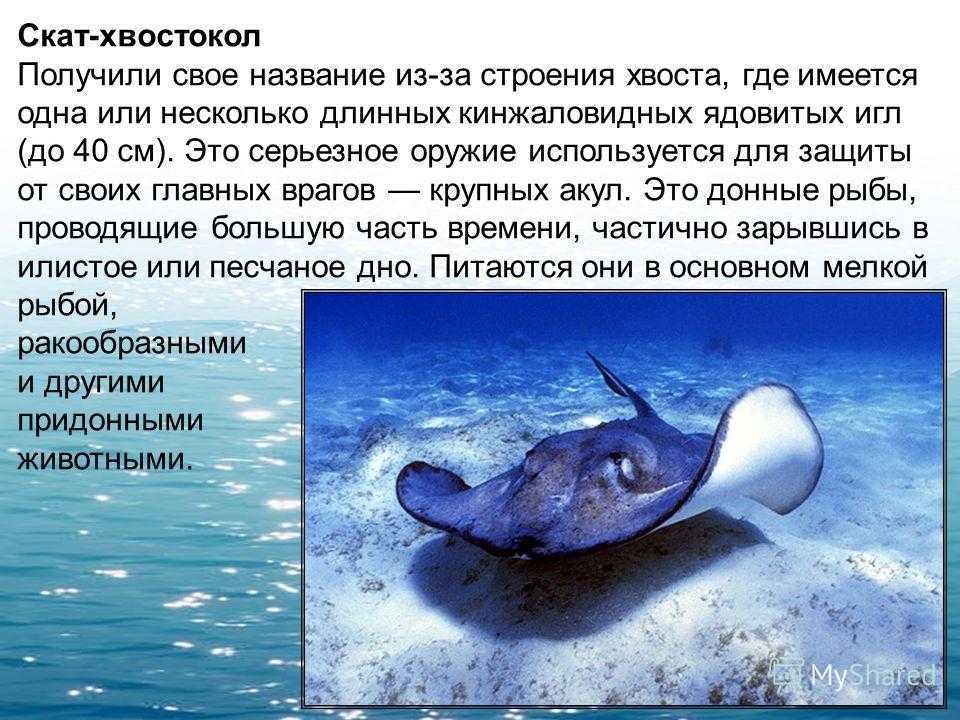 Все о скатах для детей. скаты — интересные факты. электрический скат – характеристика и описание