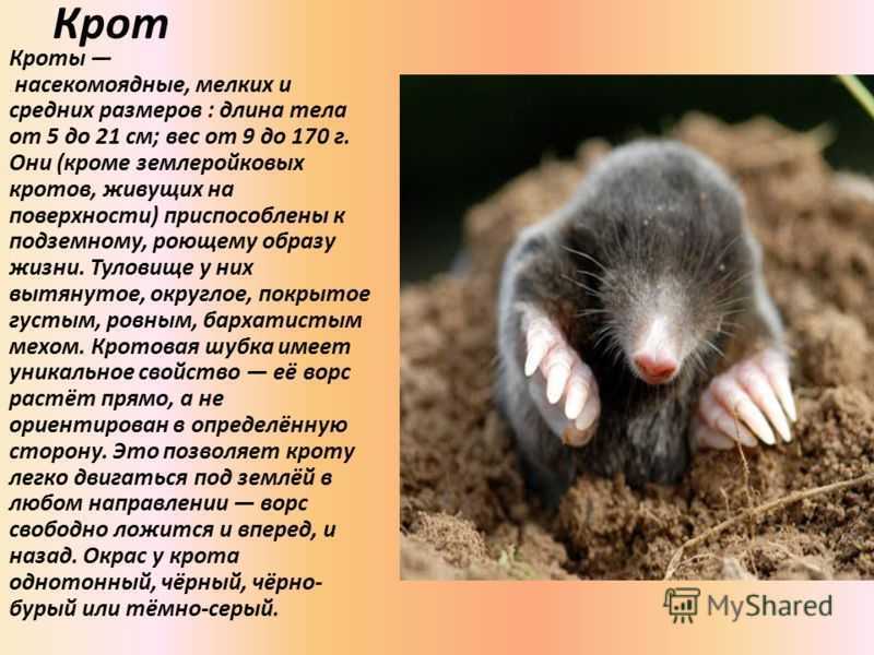 Насекомоядные животные (биология)