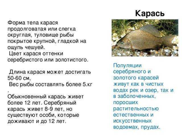 Рыба карась: описание вида, места обитания и особенности ловли