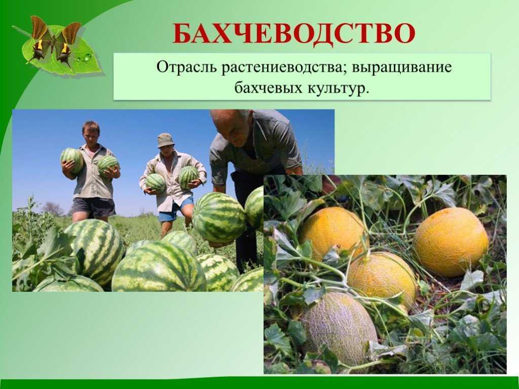 Растениеводство (3 класс, окружающий мир) – какие потребности удовлетворяет?