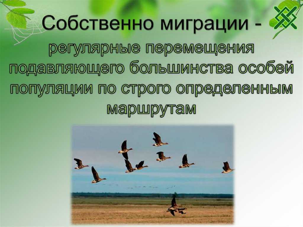 Информация о миграции птиц. Миграция животных презентация. Презентация о жизни мигрирующих птиц. Миграция это в биологии. Миграция это в биологии 7 класс.