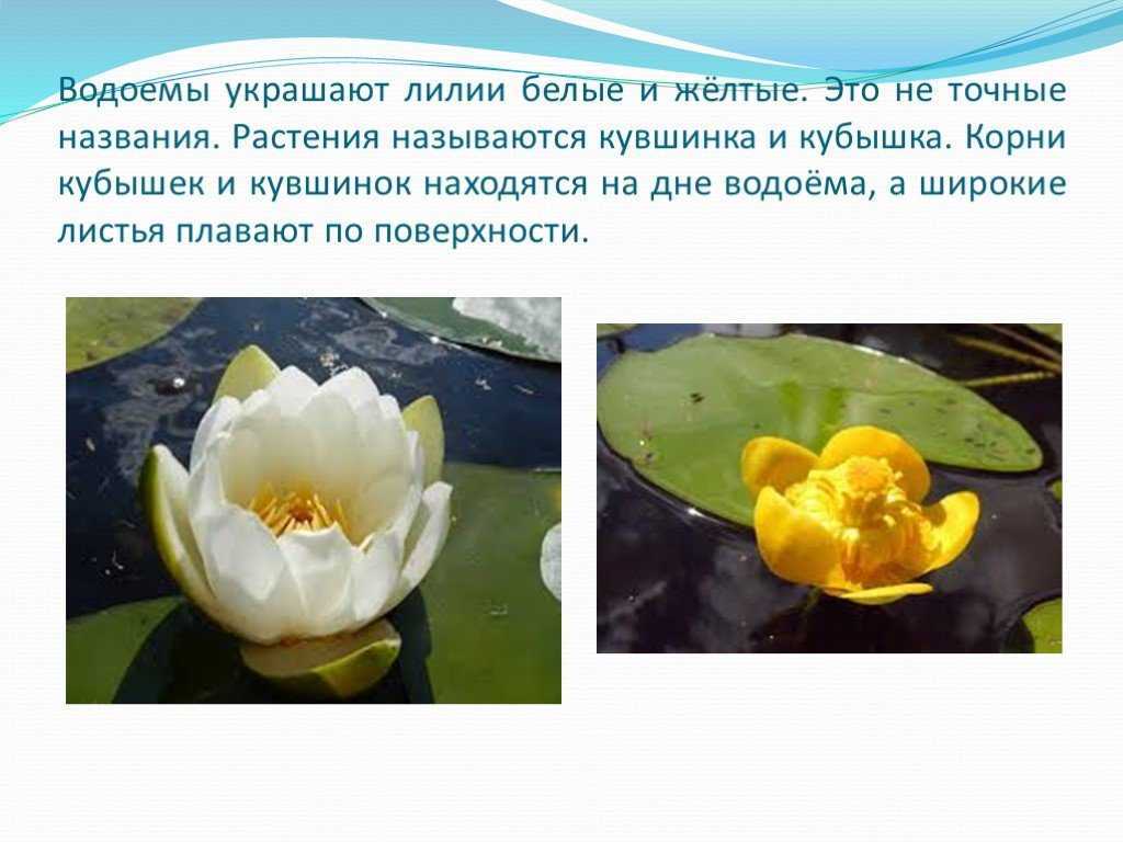 Кувшинка: фото, описание, виды, где растет