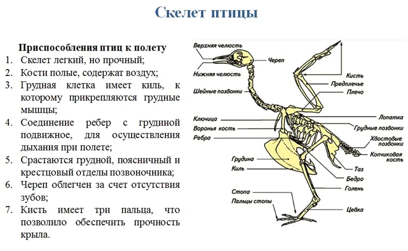 Скелет птицы схема