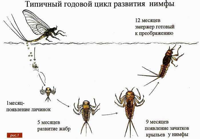Стрекоза – символ и тотем