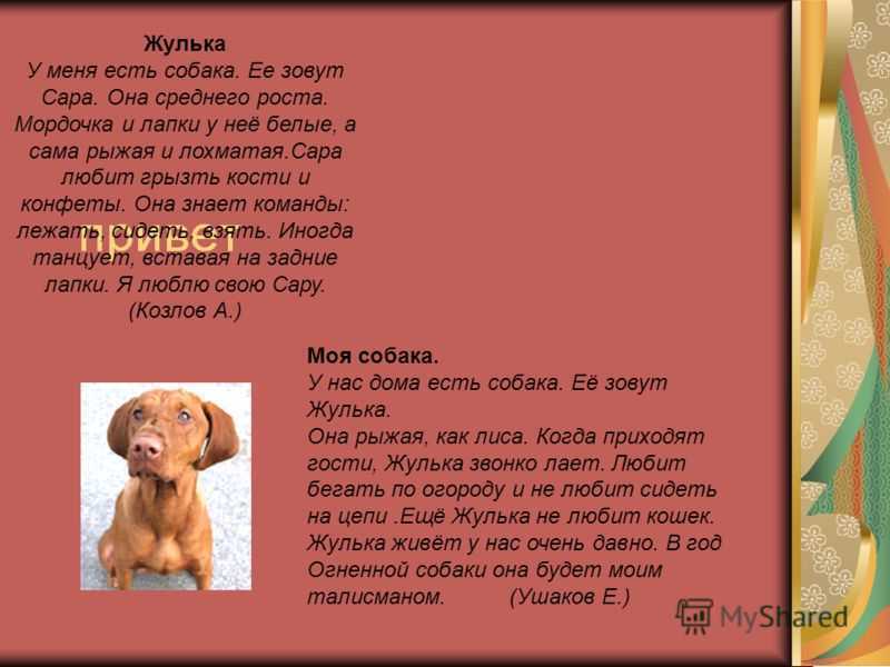 Сочинение про любимую собаку 5 класс. Сочинение про собаку. Рассказ о собаке. Рассказ про своего собаку. Не большое сочинение про собаку.