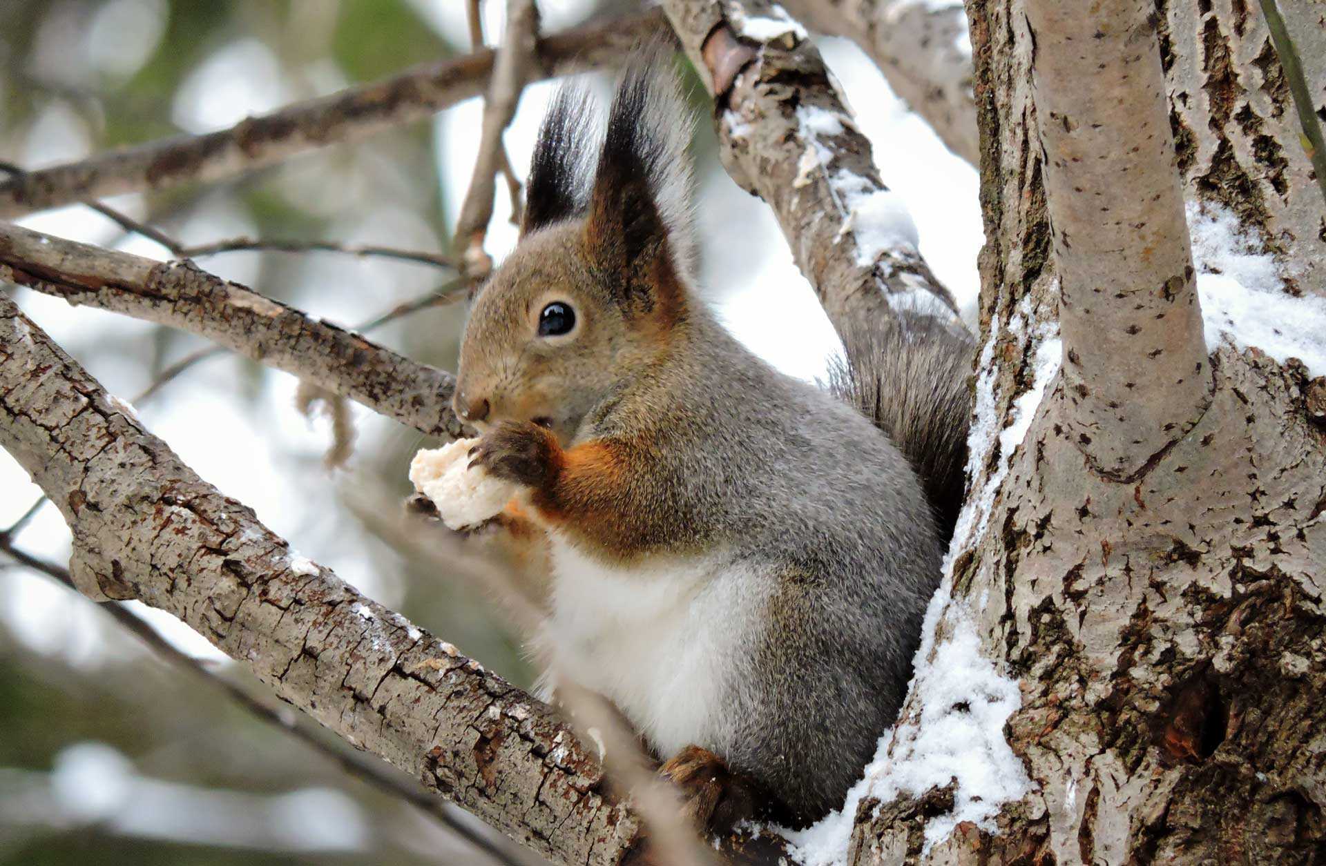 Обыкновенная белка. Белка (Sciurus). Sciurus vulgaris. Белка обыкновенная (Sciurus vulgaris l.). Белок (Sciurus vulgaris) Алтайский заповедник.