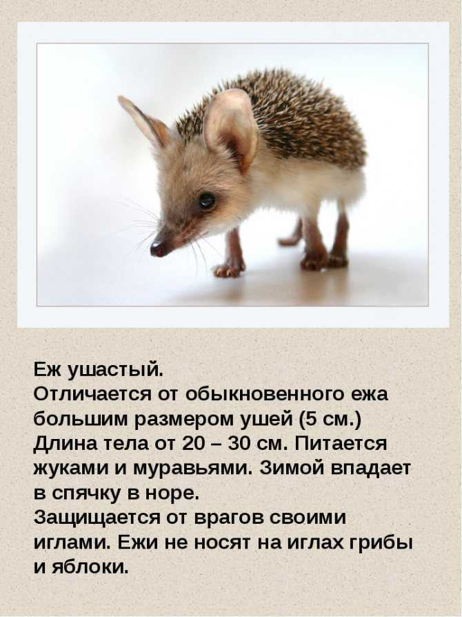 Ёж