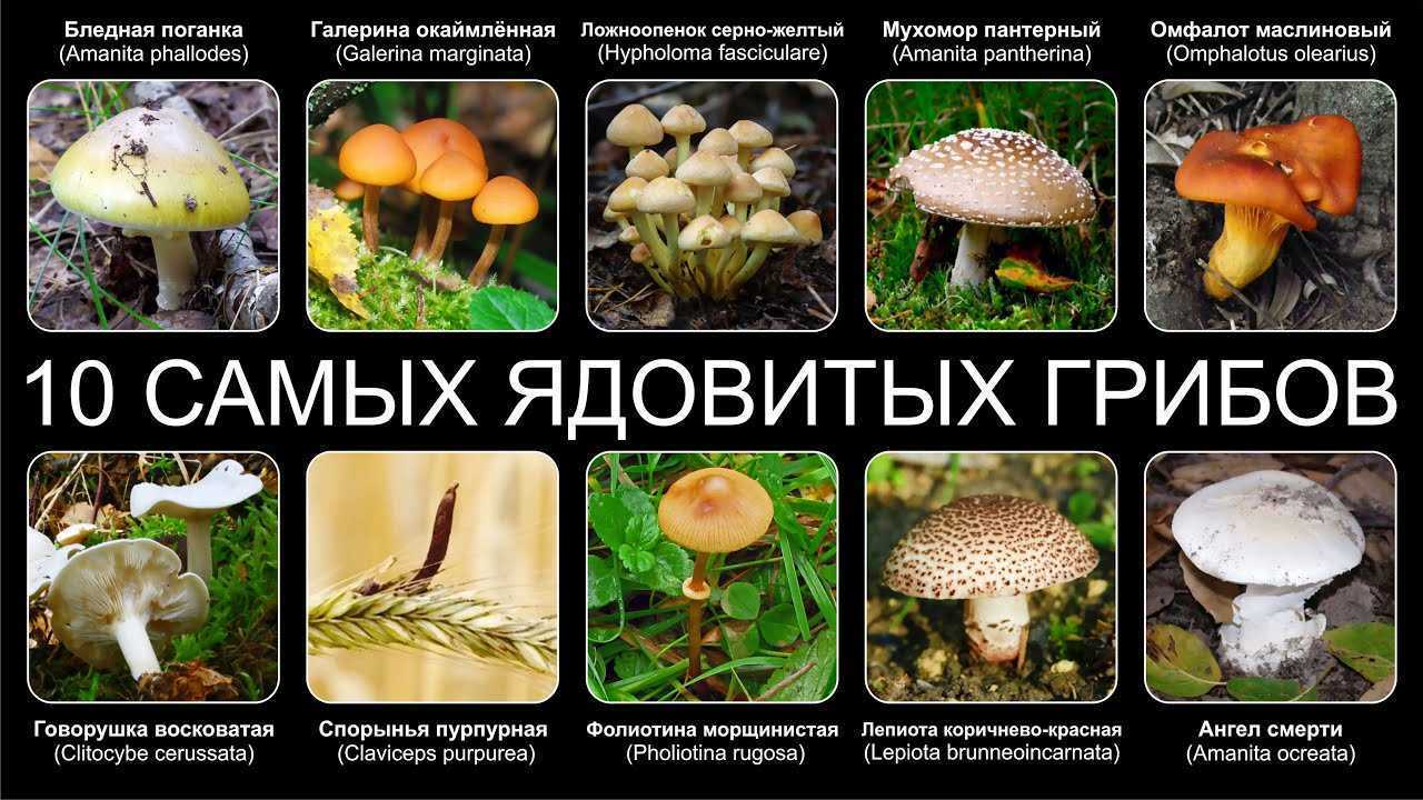 Самые ядовитые грибы в мире: описание и фотографии