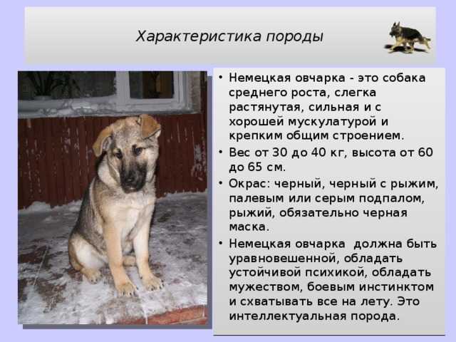 Окружающий мир 2 класс сообщение о животных – фото и описание для детей. — море позитива