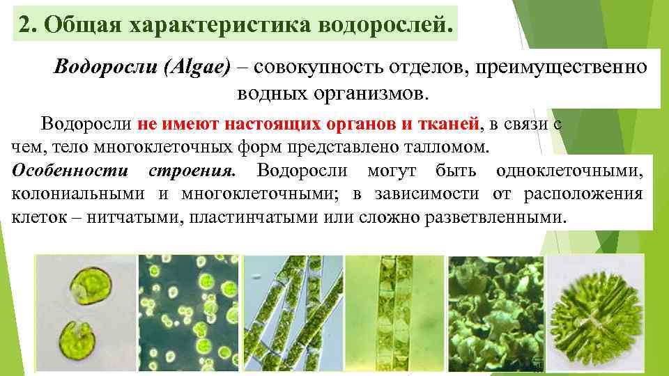 Сообщение о значении водорослей