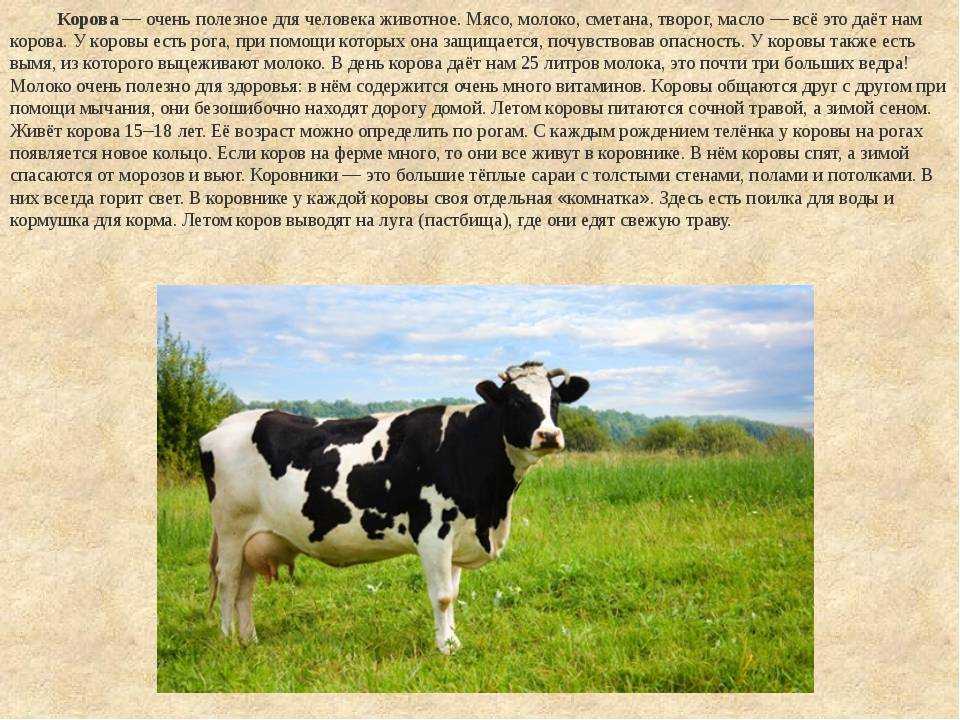 Домашнее сельскохозяйственное животное сообщение 3 класс окружающий. Информация о корове. Корова домашнее животное описание. Сообщение о корове. Доклад про корову.