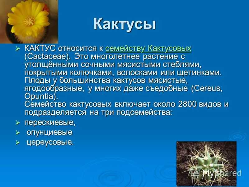 Кактус мой колючий друг проект 2 класс