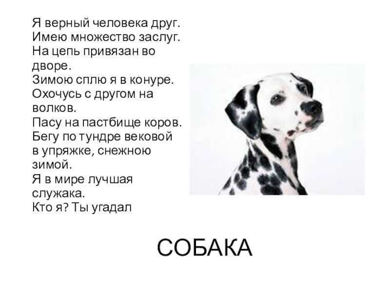 План описания собаки