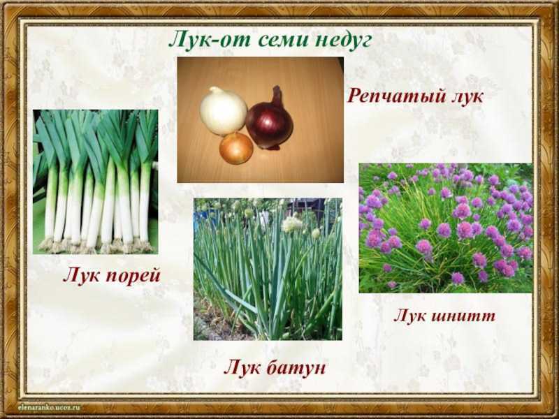 Интересные факты о луке | vivareit