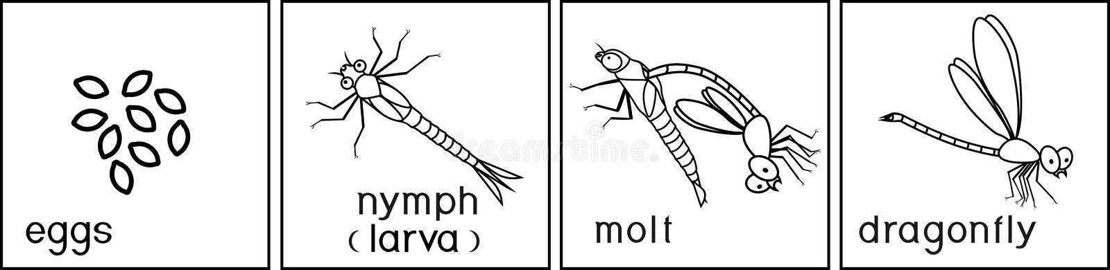 Схема развития стрекозы