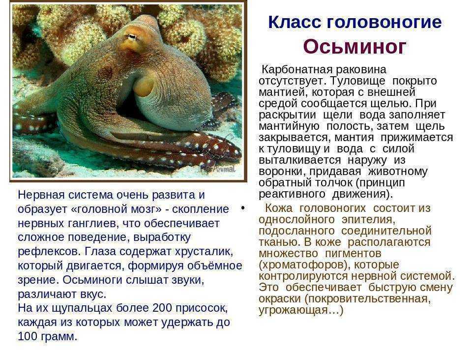 Биология 7 класс класс головоногих моллюсков. Рассказ про головоногих моллюсков. Доклад про головоногих моллюсков 7. Интересные факты о исменоге. Сообщение о осьминоге.
