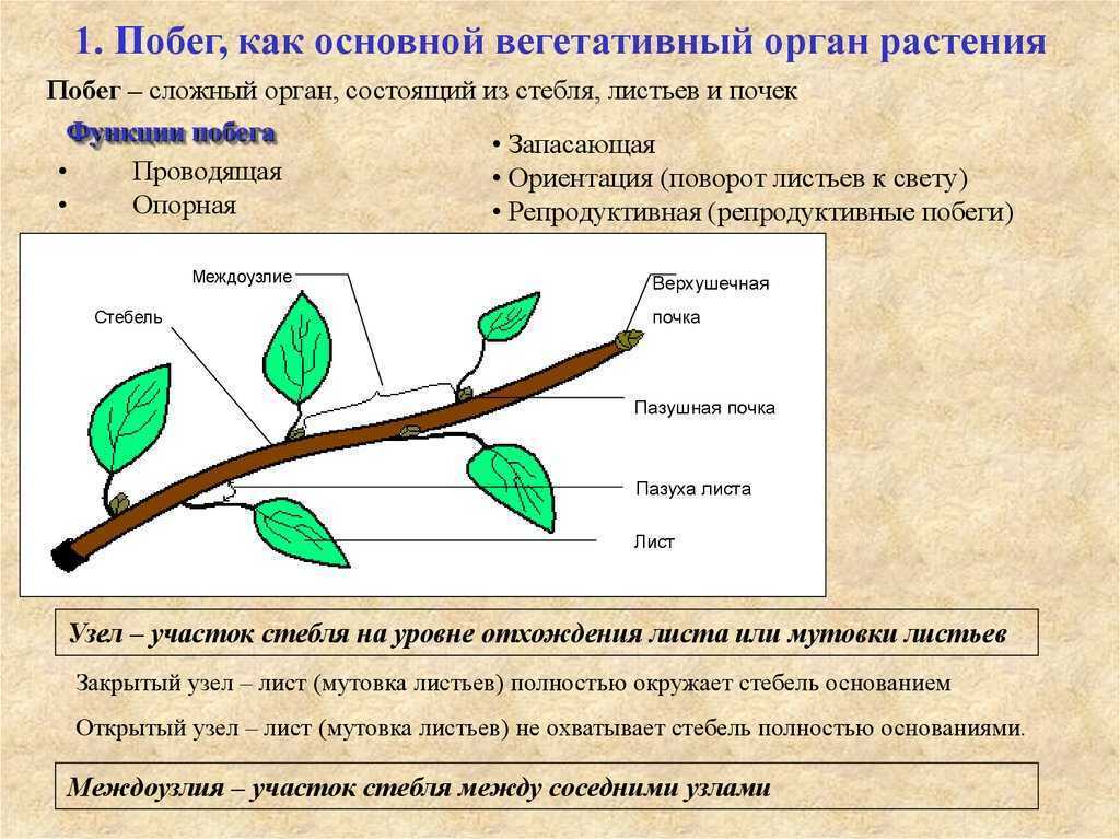 Рассмотрите изображение побега и выполните задание 1 вариант