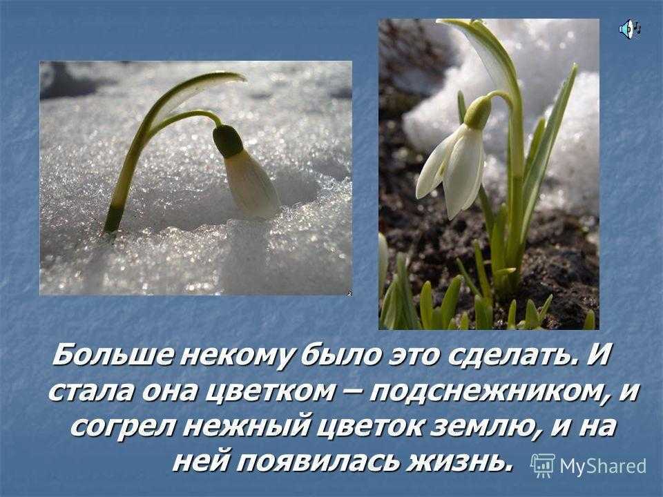 Цветок подснежник белоснежный – первый вестник весны