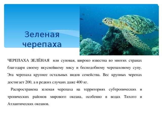 Доклад-сообщение зеленая морская черепаха 2, 3, 4 класс