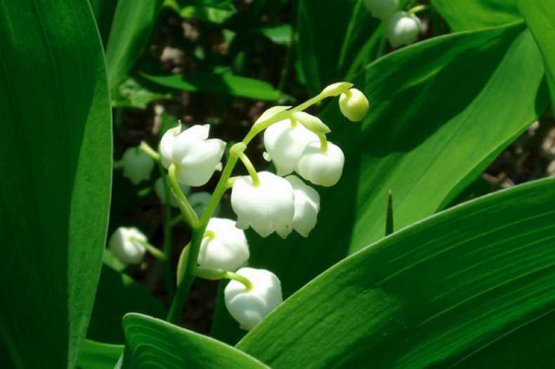 Красная книга ландыши краткое. Convallaria Majalis.