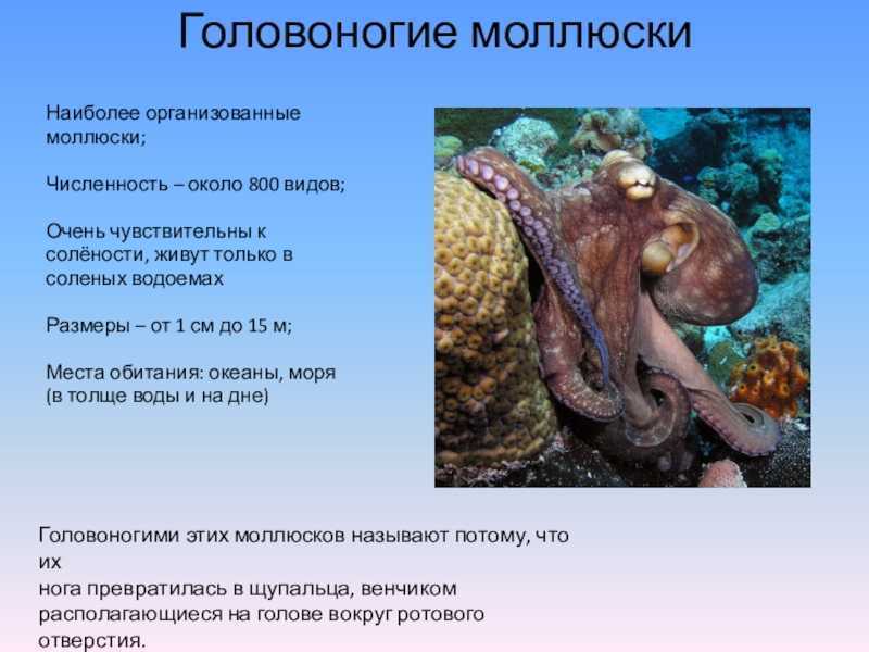 Кальмар моллюск. образ жизни и среда обитания кальмара