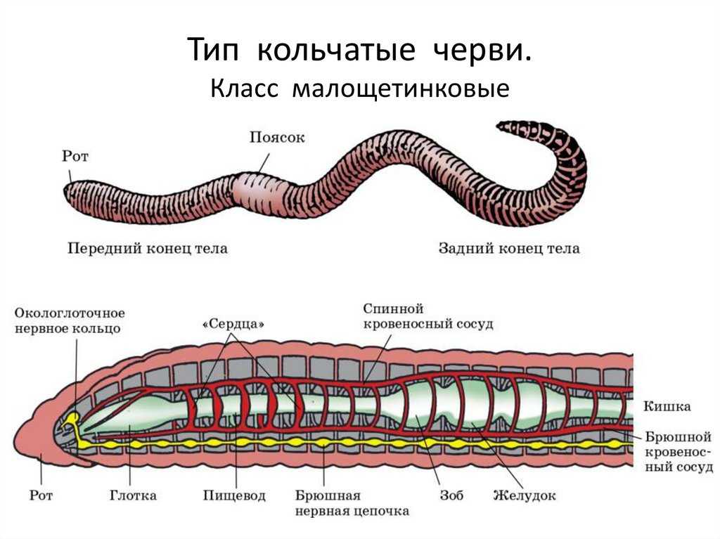 Эволюция червей схема